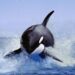 Gladys, la orca revolucionaria, que estaría liderando ataques  contra embarcaciones