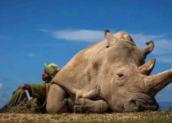 Rinoceronte blanco. Custodiadas las 24 horas, las dos últimas hembras de la especie, se enfrentan a la extinción
