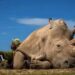 Rinoceronte blanco. Custodiadas las 24 horas, las dos últimas hembras de la especie, se enfrentan a la extinción