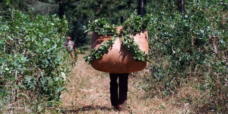 Misiones prohibió el uso de glifosato