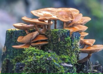 Hongos, ¿aliados para combatir el cambio climático?