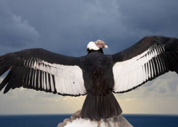 Día Mundial del cóndor: ¿por qué se celebra el 7 de julio?