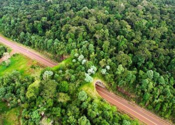 El atropellamiento es una de las principales amenazas para la conservación de muchas especies nativas