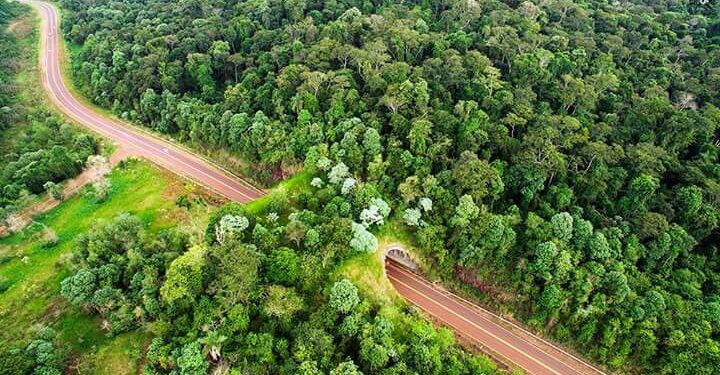 El atropellamiento es una de las principales amenazas para la conservación de muchas especies nativas