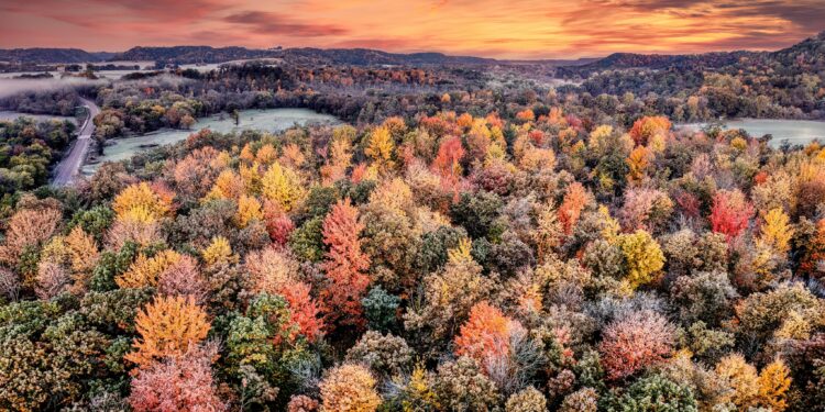 Bosques nativos, ¿es posible hacer un uso sustentable de estos templos naturales?