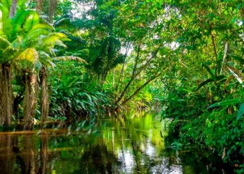 Liderados por Brasil, los países amazónicos, firman un acuerdo para salvar la selva
