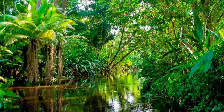 Liderados por Brasil, los países amazónicos, firman un acuerdo para salvar la selva