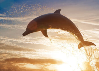 Delfines: aliados vitales de la acción climática