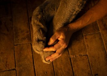 Estanislao: la inspiradora historia de un puma ciego rescatado