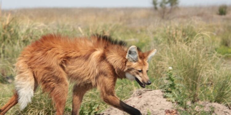 Luego de 200 años, apareció un aguará guazú en La Pampa