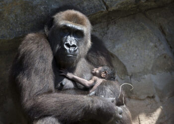 Gorilas en peligro. El desafío de su supervivencia