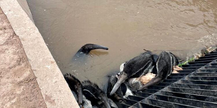 Alerta: dramática muerte de osos hormigueros