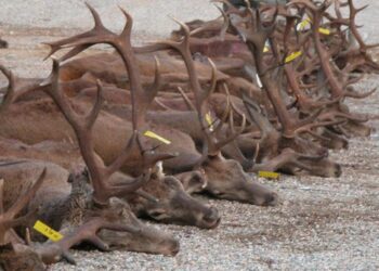 Proyecto de ley para prohibir  la caza de especies protegidas