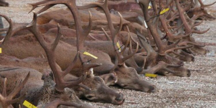 Proyecto de ley para prohibir  la caza de especies protegidas