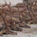 Proyecto de ley para prohibir  la caza de especies protegidas