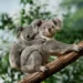 Millonaria inversión para preservar a los koalas