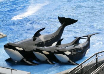 Acuarios: un problema ético