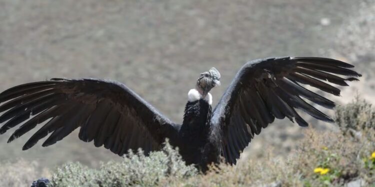 Liberan en Mendoza un cóndor andino rescatado