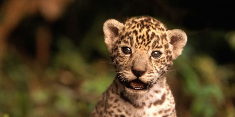 Cachorros de yaguareté que dan esperanza a su especie