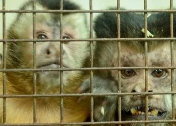 Se exige la liberación de 74 monos  utilizados con fines experimentales en un centro de investigación porteño