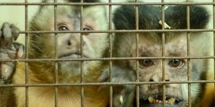 Se exige la liberación de 74 monos  utilizados con fines experimentales en un centro de investigación porteño