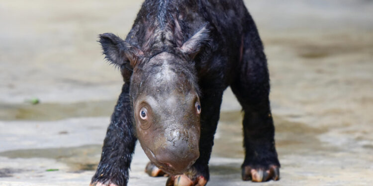 Nació una cría de rinoceronte de Sumatra, una especie en peligro crítico de extinción