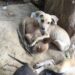 Condena histórica: Jujuy considera a los animales seres sintientes