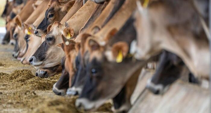 ¿Por qué Países Bajos quiere cerrar granjas?