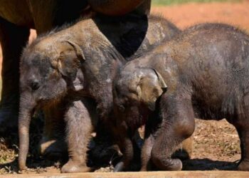 Nacieron dos elefantas gemelas de una especie africana en peligro de extinción