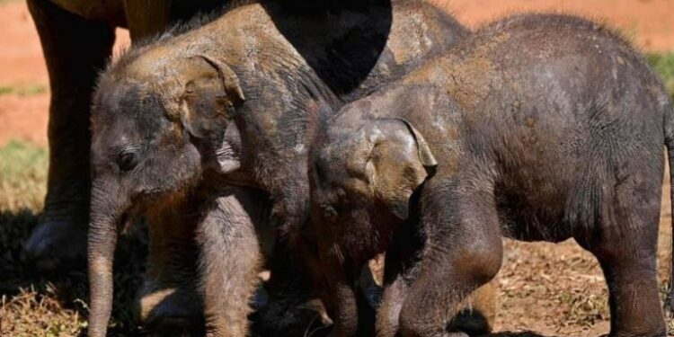 Nacieron dos elefantas gemelas de una especie africana en peligro de extinción