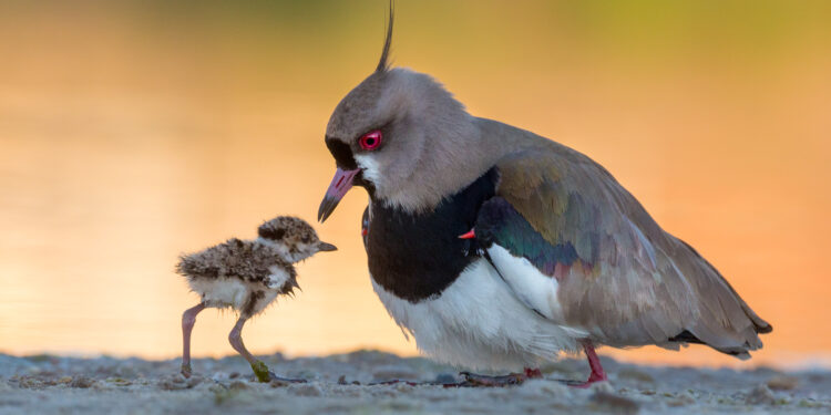 Uno de cada cinco animales migratorios está en peligro de extinción, según la ONU