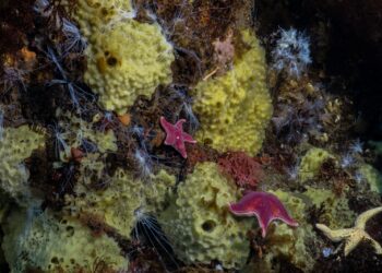 Agujero Azul: un tesoro en el mar argentino que requiere protección