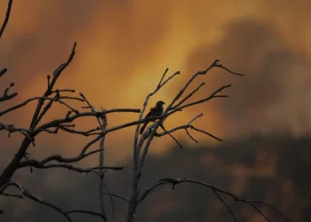 El mundo vivió el febrero  más caluroso jamás registrado