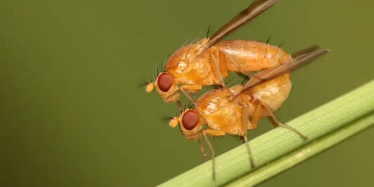 La contaminación del aire puede hacer que los insectos se apareen con las especies equivocadas