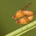La contaminación del aire puede hacer que los insectos se apareen con las especies equivocadas