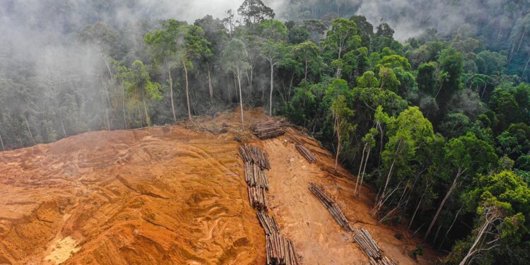 En 25 años, Argentina deforestó el equivalente a la provincia de Formosa