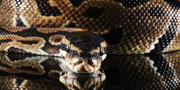 ¿Deberíamos comer serpientes para salvar el planeta?