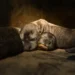 Nacieron cuatro cachorros de nutria gigante en Iberá. Crece la esperanza para la especie
