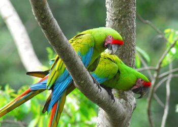 ¡Al rescate de la lapa verde!