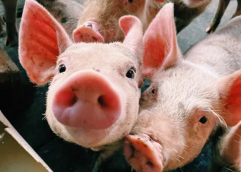 Bélgica reconoce a los animales como seres sintientes en su Constitución