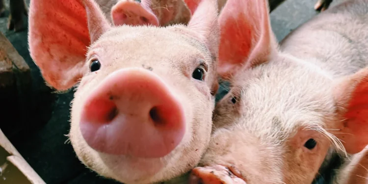 Bélgica reconoce a los animales como seres sintientes en su Constitución