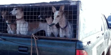Rescatan a 45 perros de raza galgo utilizados para la caza ilegal