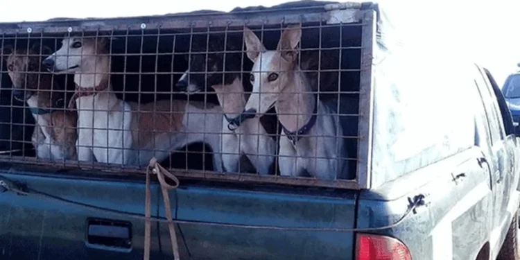 Rescatan a 45 perros de raza galgo utilizados para la caza ilegal