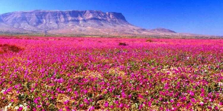 Atacama: de repente, el lugar más árido del mundo ¡se cubrió de flores!